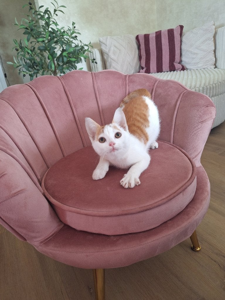 Lieve kittens te koop!, Meerdere dieren, Kortharig, 0 tot 2 jaar