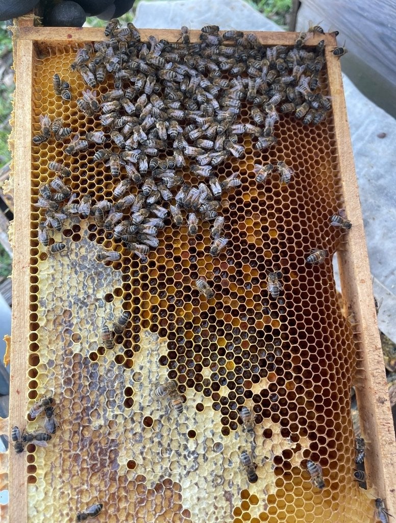 Nederlandse Bloemen- en Heidehoning te koop, Diversen, Ophalen