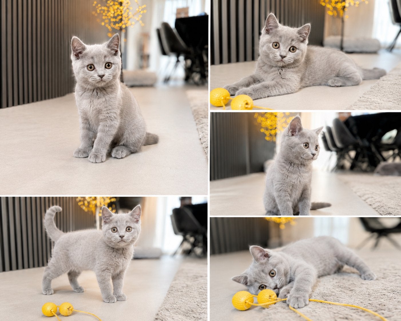 Britse raskatten korthaar kittens te koop, Dieren en Toebehoren, Katten en Kittens | Raskatten | Korthaar, Meerdere dieren, 0 tot 2 jaar