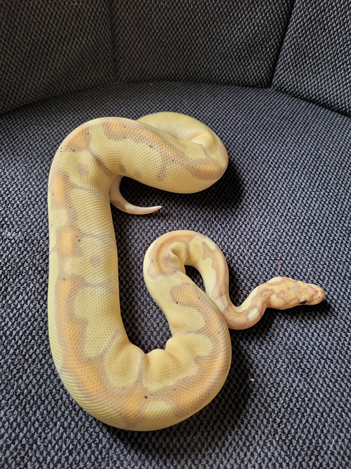 Ballpython, regius Enchi Banana Clown vrouw 0.1 eind 2025, Slang, 0 tot 2 jaar