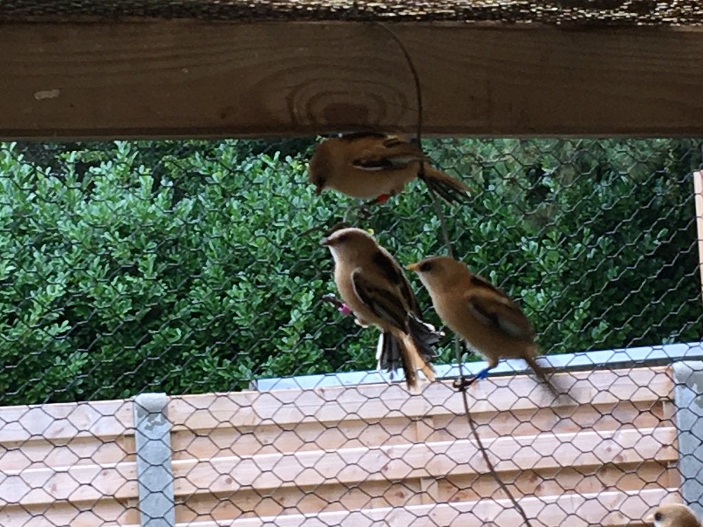 baardmannetje, Dieren en Toebehoren, Meerdere dieren, Wildzangvogel, Geringd