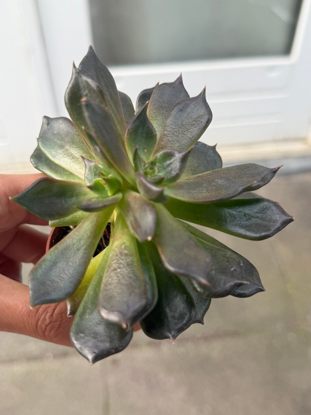 ECHEVERIA BLACK PRINCE, Ophalen of Verzenden, Halfschaduw, Minder dan 100 cm