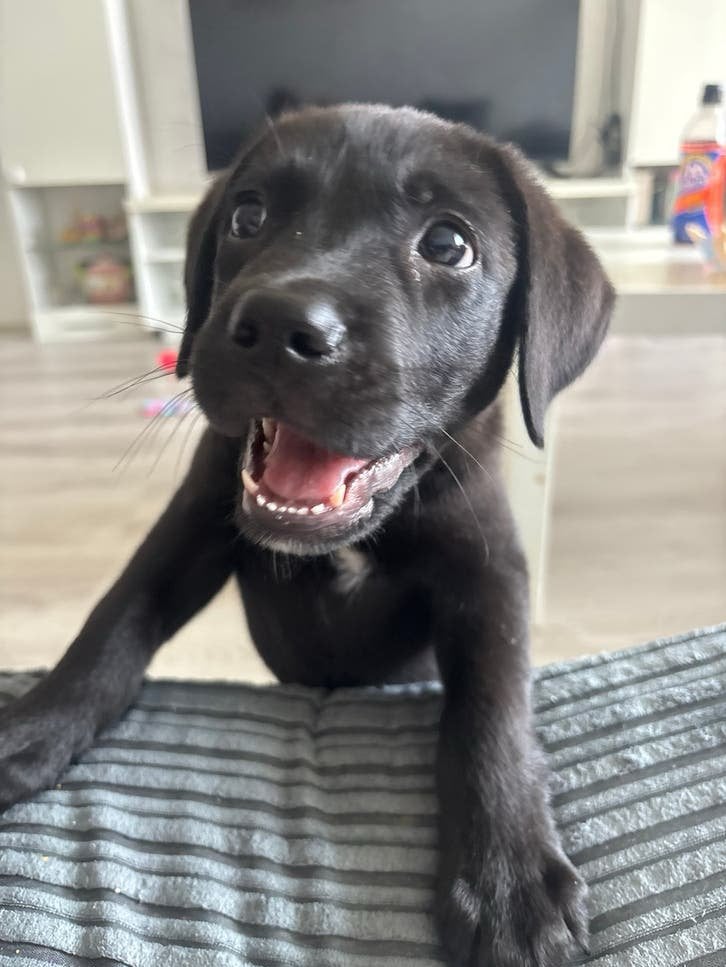 MOOIE LABRADOR/BERNER PUP TE KOOP! ZSM, Dieren en Toebehoren, Parvo, 8 tot 15 weken, Teef, Groot