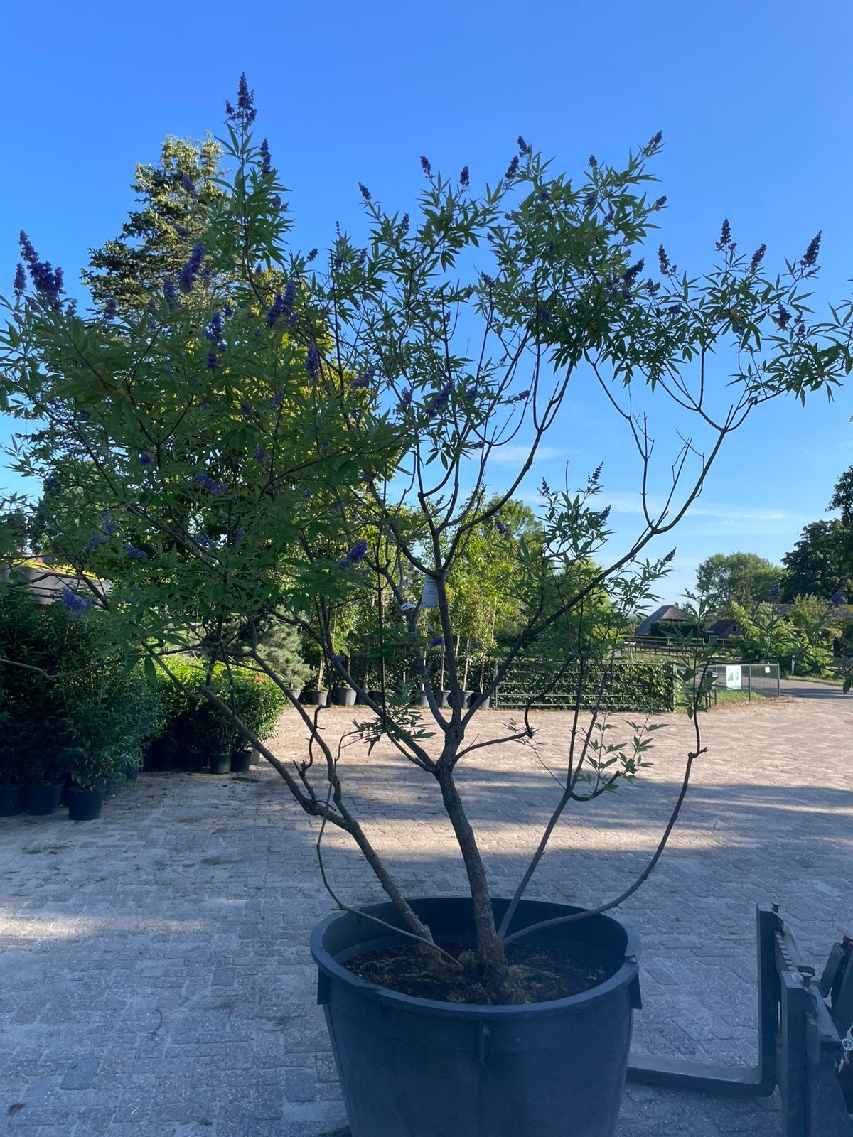 Meerstammige vitex (monnikspeper), Tuin en Terras, Ophalen, Volle zon, Overige soorten