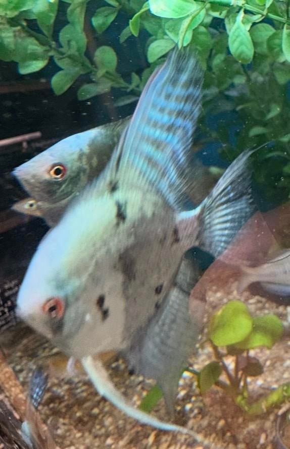 Nieuw ! Maanvis Pinoy Paraiba Blue Clown, Vis, Zoetwatervis, Schoolvis