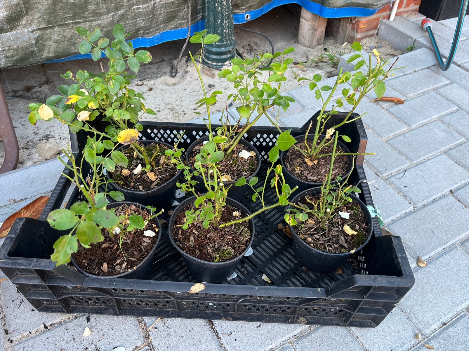 Te koop: rozen 6 stuks, Ophalen of Verzenden, Zo goed als nieuw, Rond, Minder dan 30 cm
