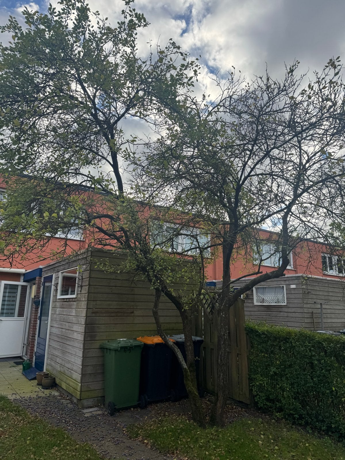 Gratis pruimenboom zelf uitgraven, Tuin en Terras, Overige soorten, Lente, 250 tot 400 cm, Ophalen