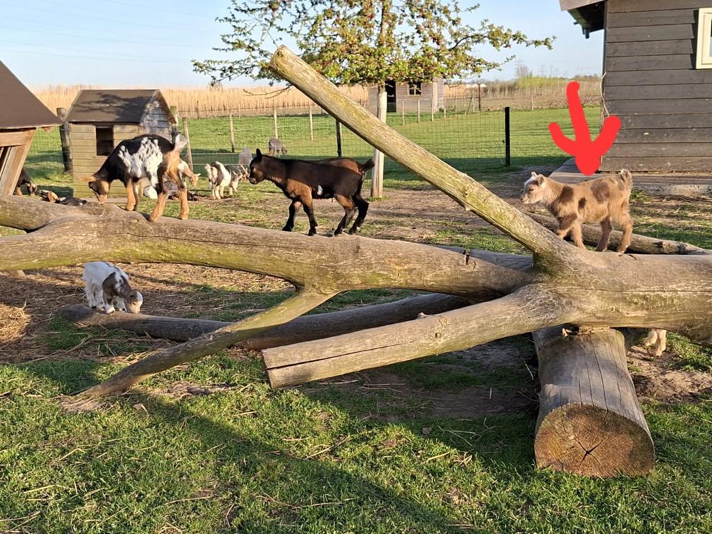 Mooie bonte / maanvlek / camel kleurige bok, Mannelijk, Geit