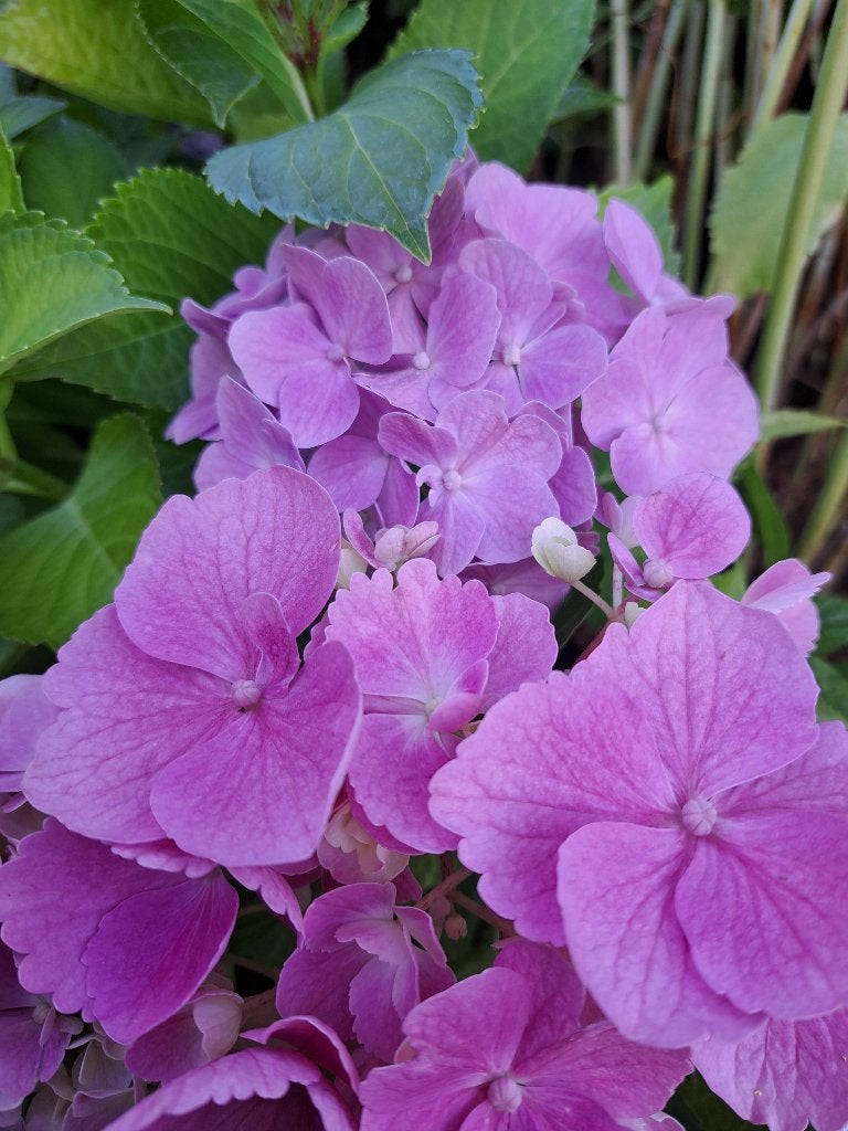 50 Lage boerenhortensia Mix  kleuren €200, Ophalen, Hortensia, Haag, Minder dan 100 cm
