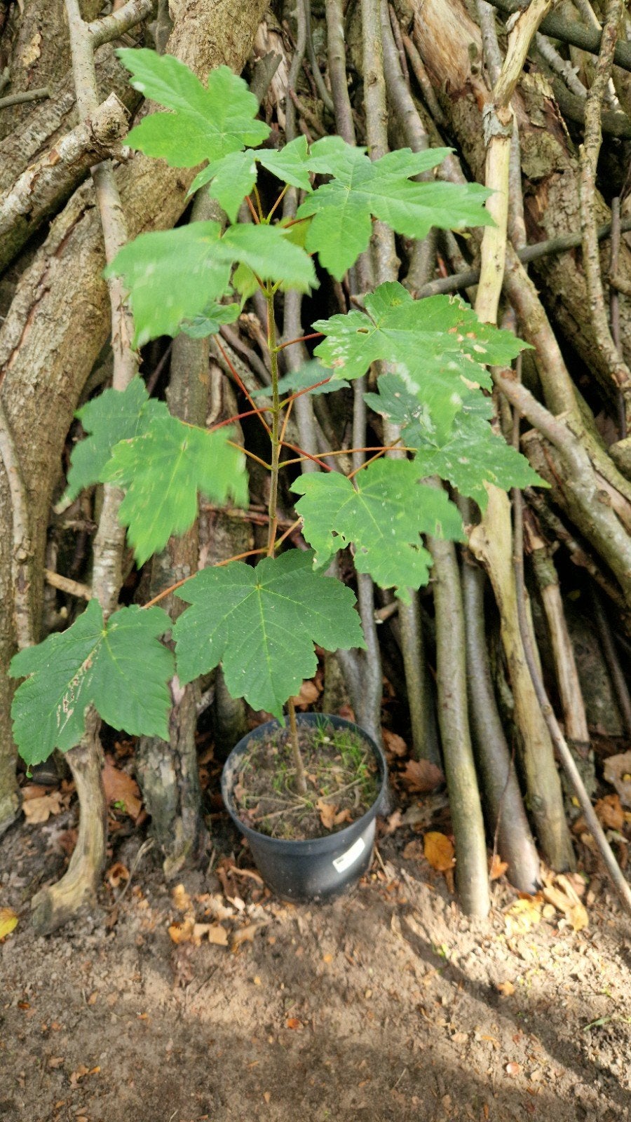 Gewone Esdoorn - Acer pseudoplatanus - 70 cm hoog, Tuin en Terras, Halfschaduw, Lente, Minder dan 100 cm, Ophalen