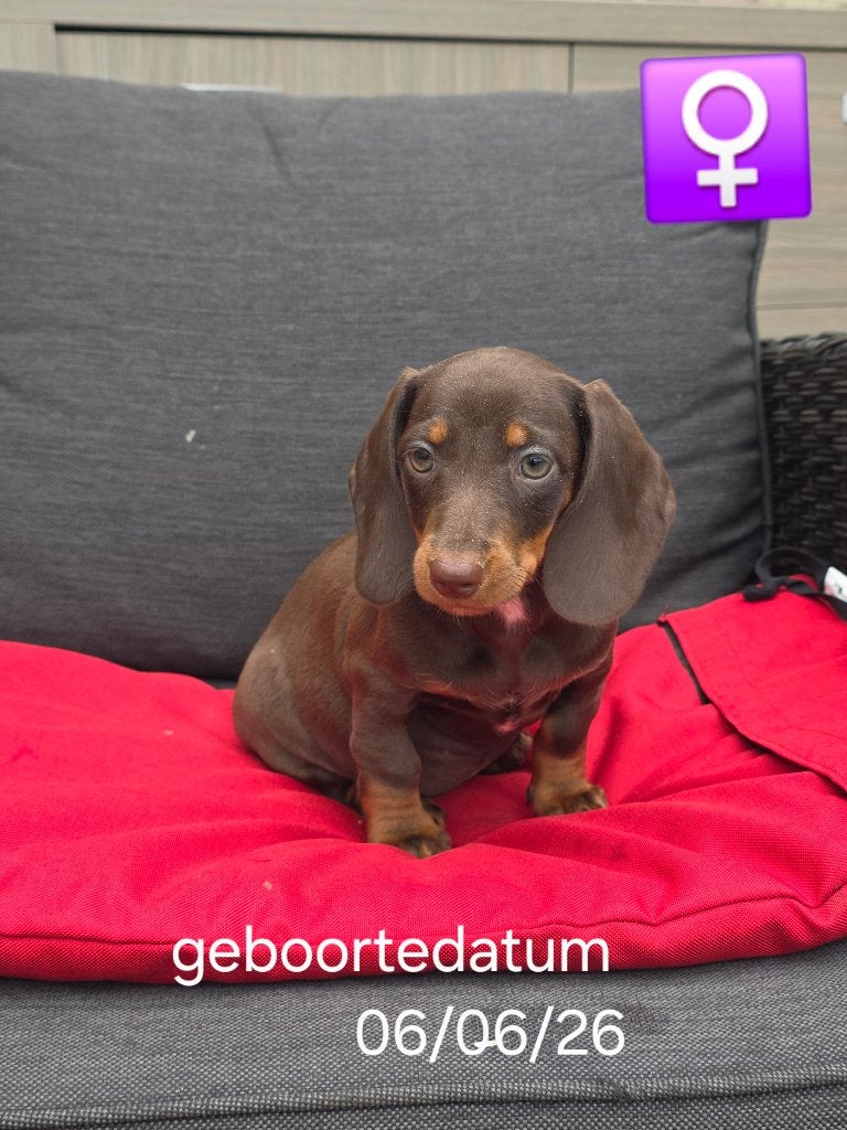 korthaar teckel pups, Dieren en Toebehoren, België, 8 tot 15 weken, Korthaar, Dwerg