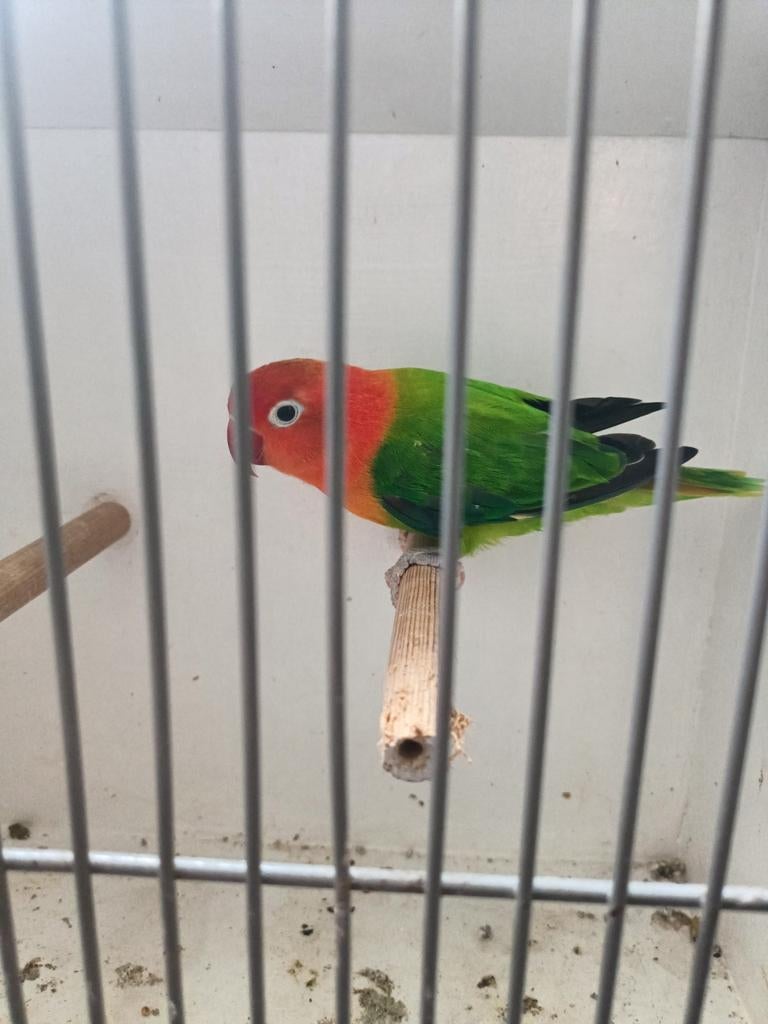 Agapornis Fischeri. Bewezen opaline man,, Mannelijk, Parkiet, Geringd