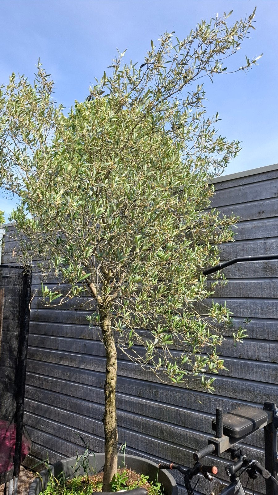 Volwassen Olijfboom in pot - Mediterrane sfeer voor uw tuin, Olijfboom, 250 tot 400 cm, Zomer, Ophalen