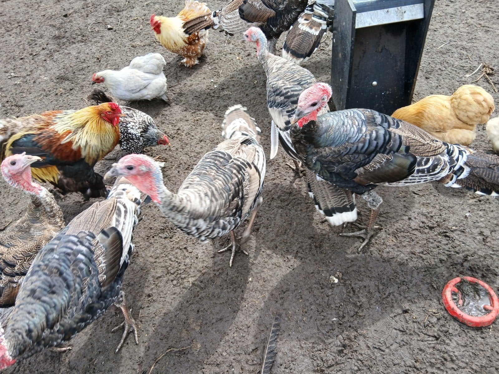 kalkoenen, Dieren en Toebehoren, Pluimvee, Meerdere dieren, Kalkoen