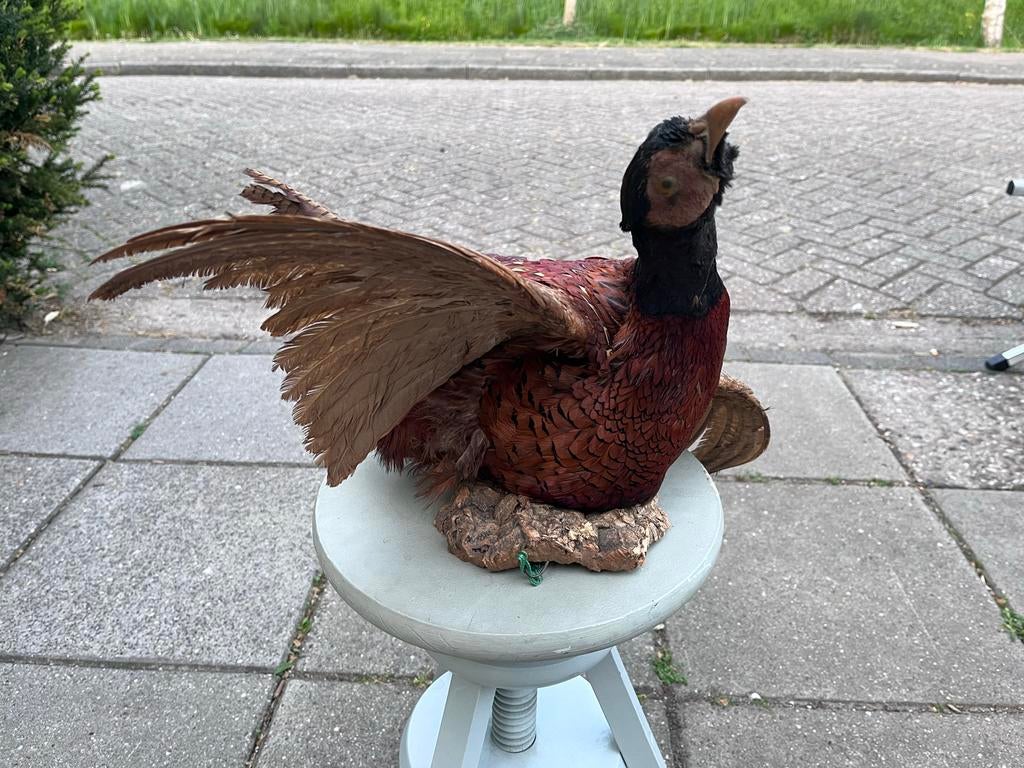 Sjaak de Fazant - Opgezette Vogel uit het Hoge Noorden, Ophalen
