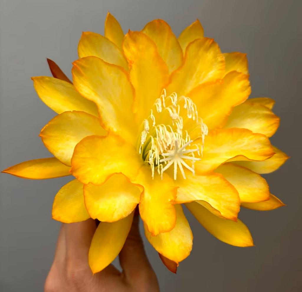 cactus - Epiphyllum RON CRAIN, Huis en Inrichting, Ophalen of Verzenden, Cactus, Volle zon, Minder dan 100 cm