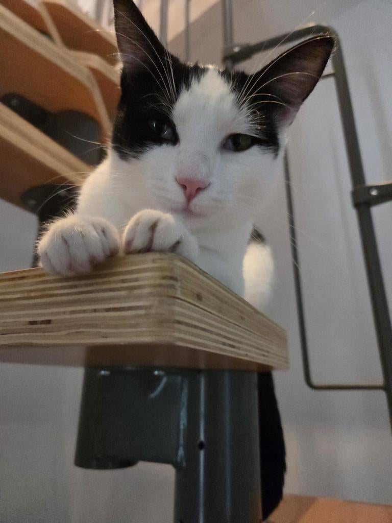Ter adoptie   MATZI  ️♀️, Poes