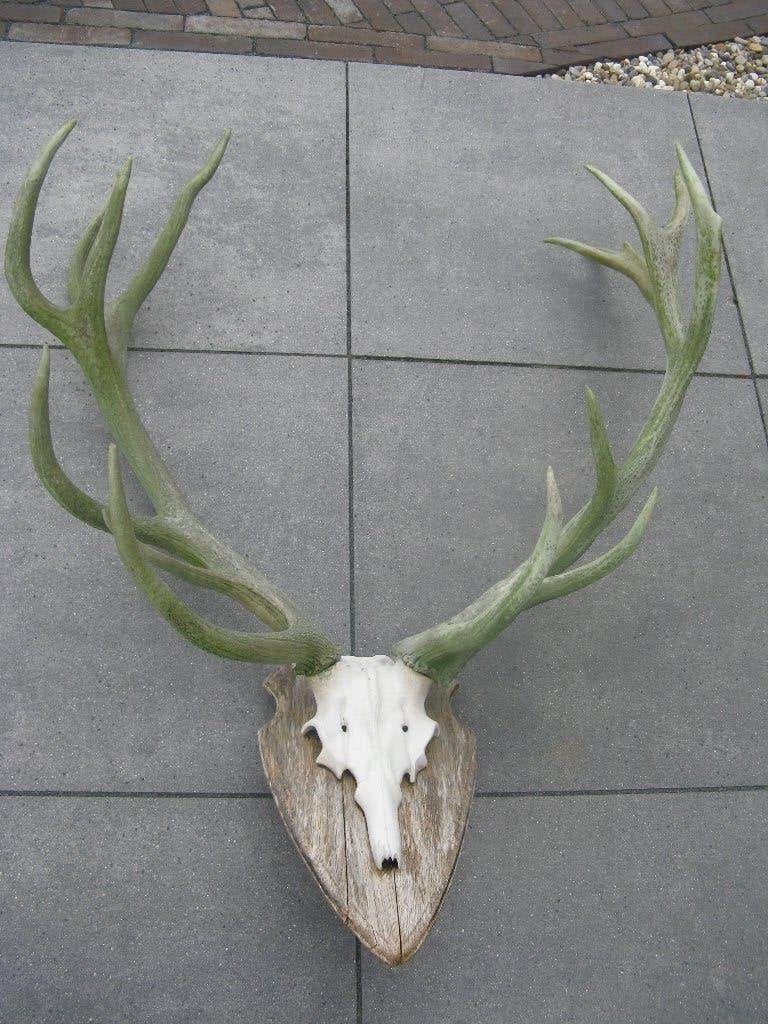 Hertengewei gewei, Ophalen, Gebruikt, Hert, Gewei of Kop