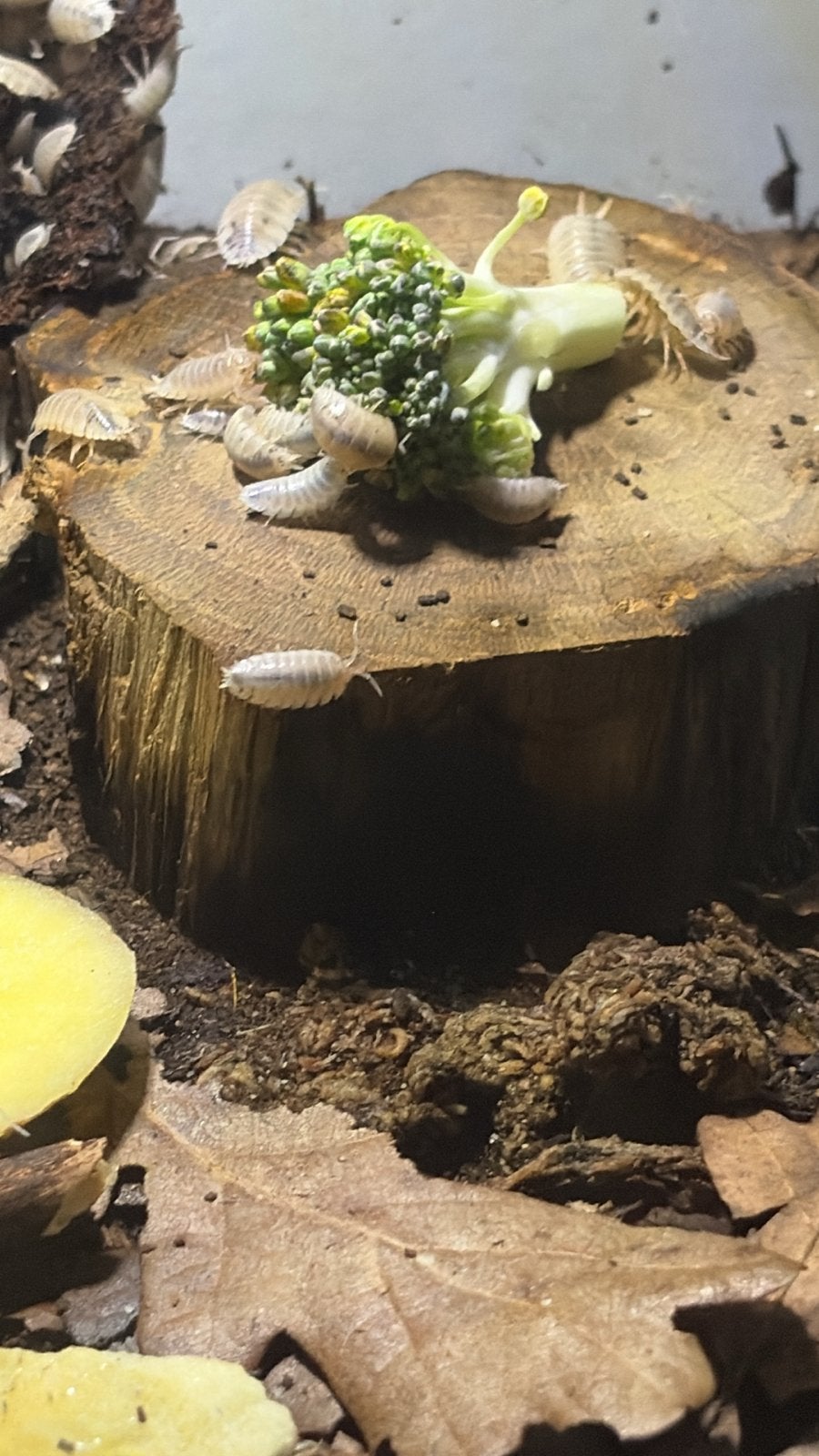 Gratis Porcellio laevis white, Dieren en Toebehoren, Overige soorten
