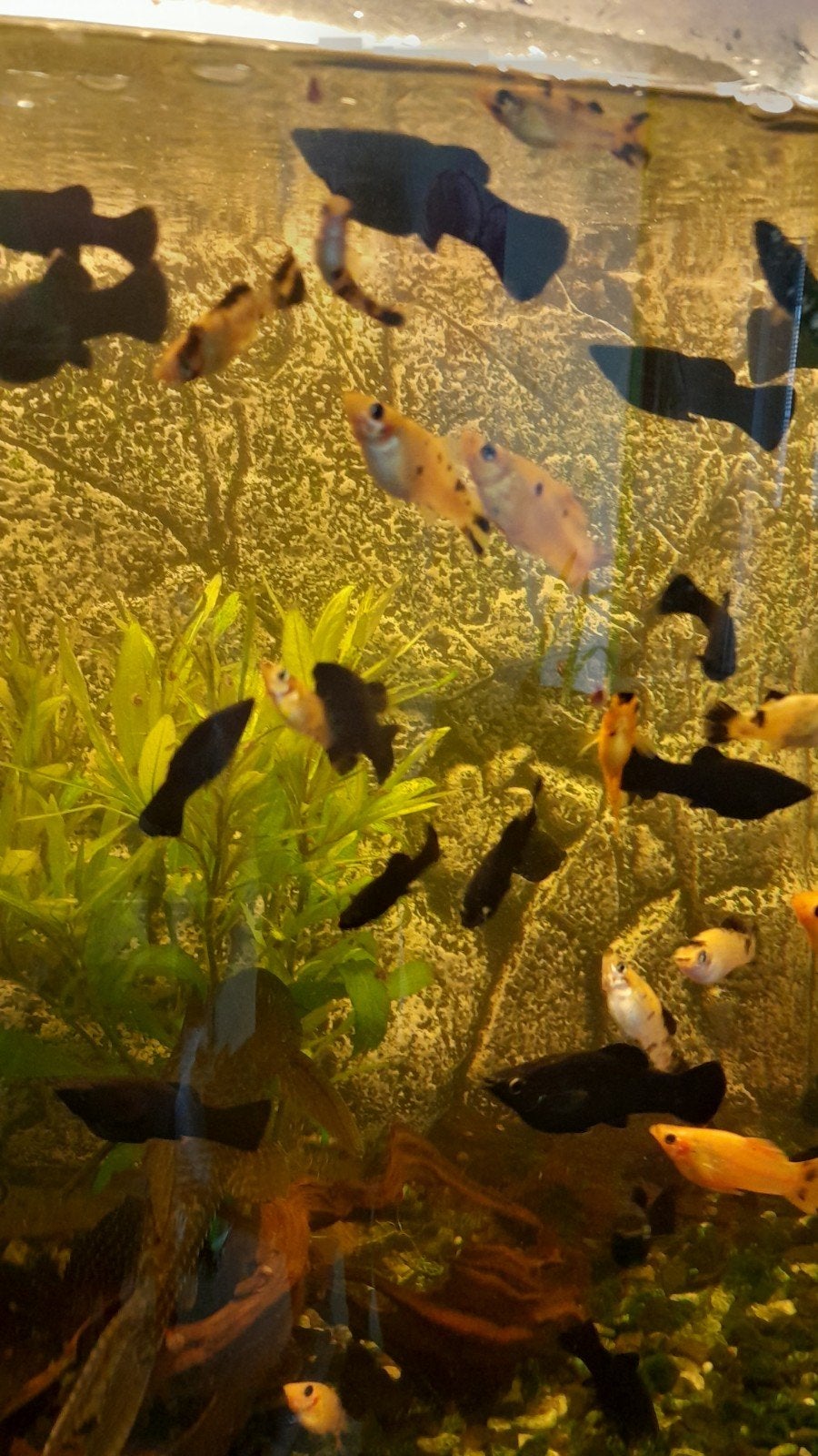 fish for sale, Dieren en Toebehoren, Vissen | Aquariumvissen, Vis