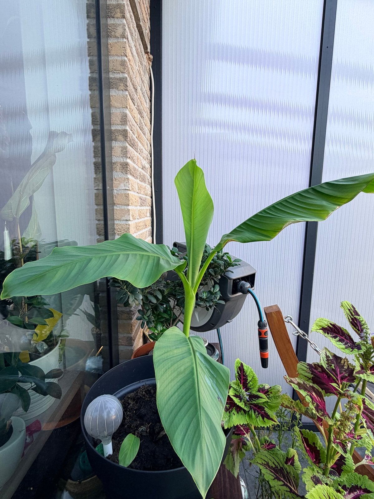 Musa basjoo - Winterharde Bananenplant, Tuin en Terras, Volle zon, Vaste plant, Bloeit niet, Ophalen