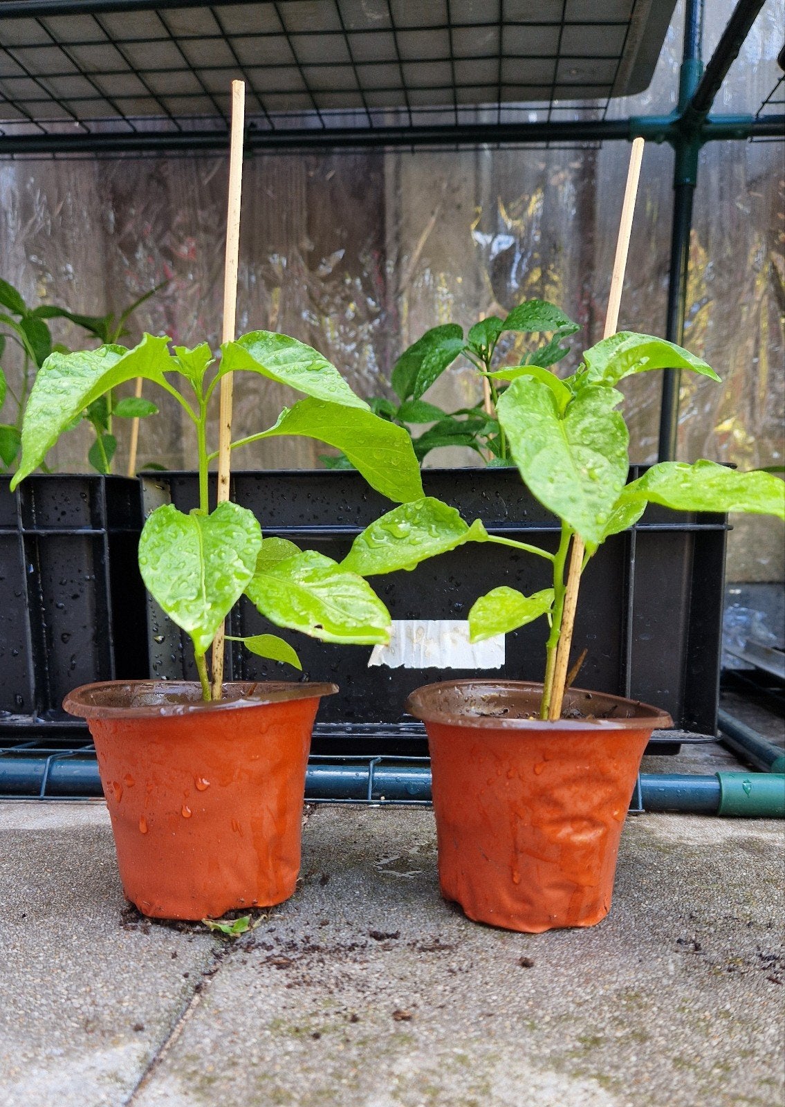 Adjuma peper stek plant *3 voor €5*, Tuin en Terras, Ophalen, Overige soorten, Volle zon