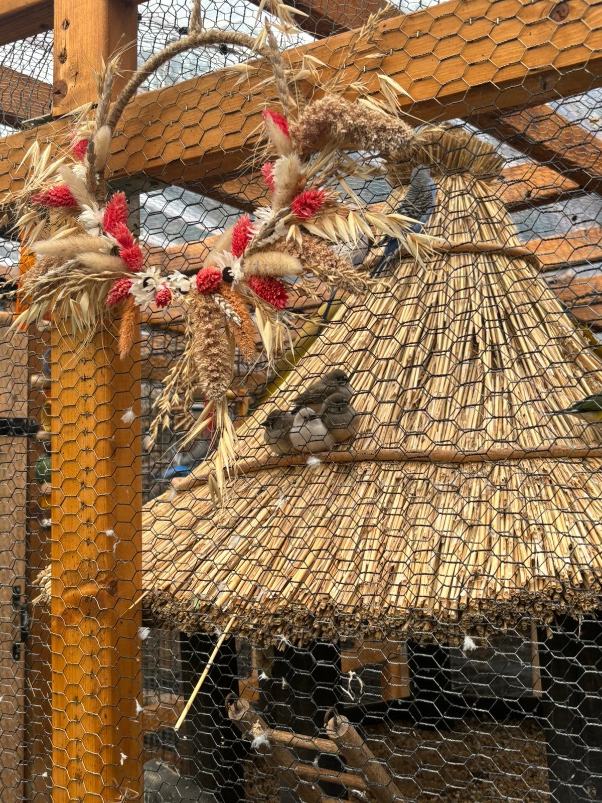 valkparkieten en zebravinken, Dieren en Toebehoren, Meerdere dieren, Parkiet