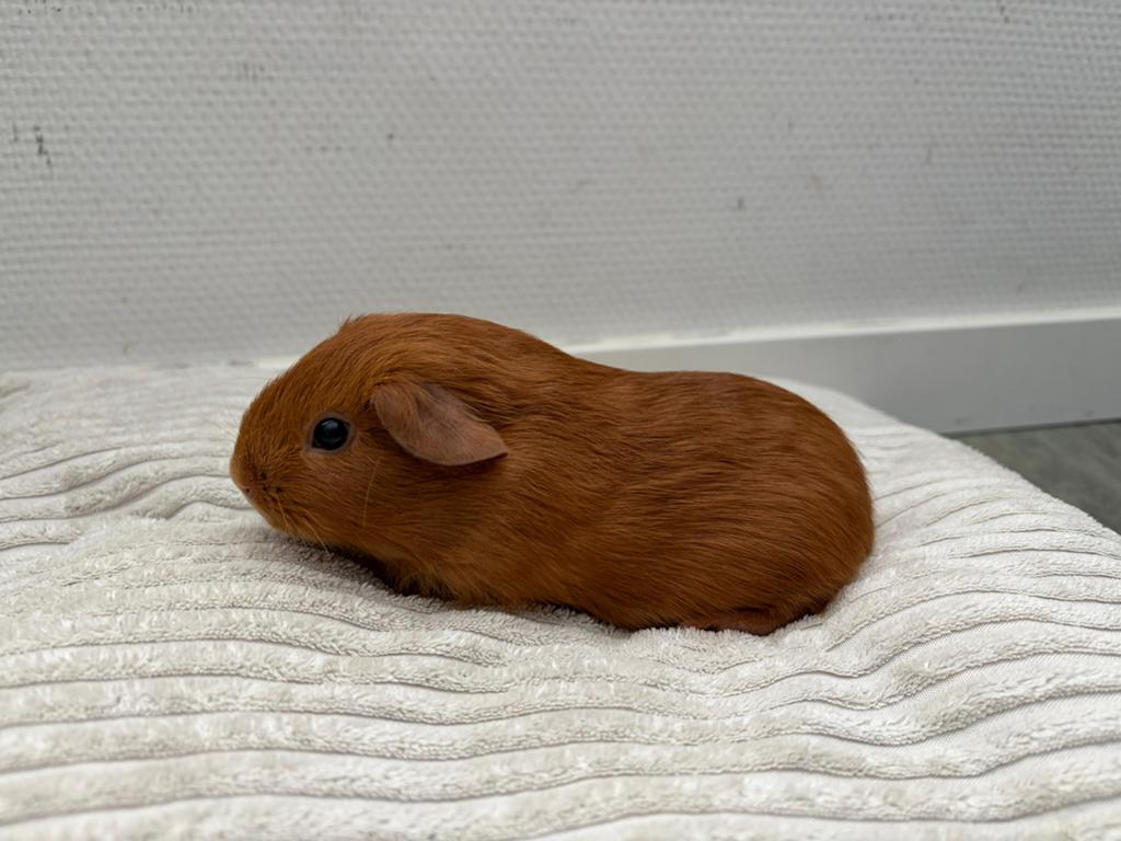 Te koop cavia goudkleur zeugje, Dieren en Toebehoren, Cavia, April, Vrouwelijk, Tam