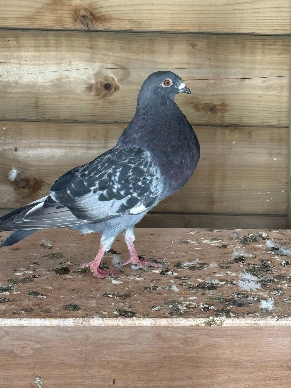 Mooi kroper, Dieren en Toebehoren, Vogels | Duiven