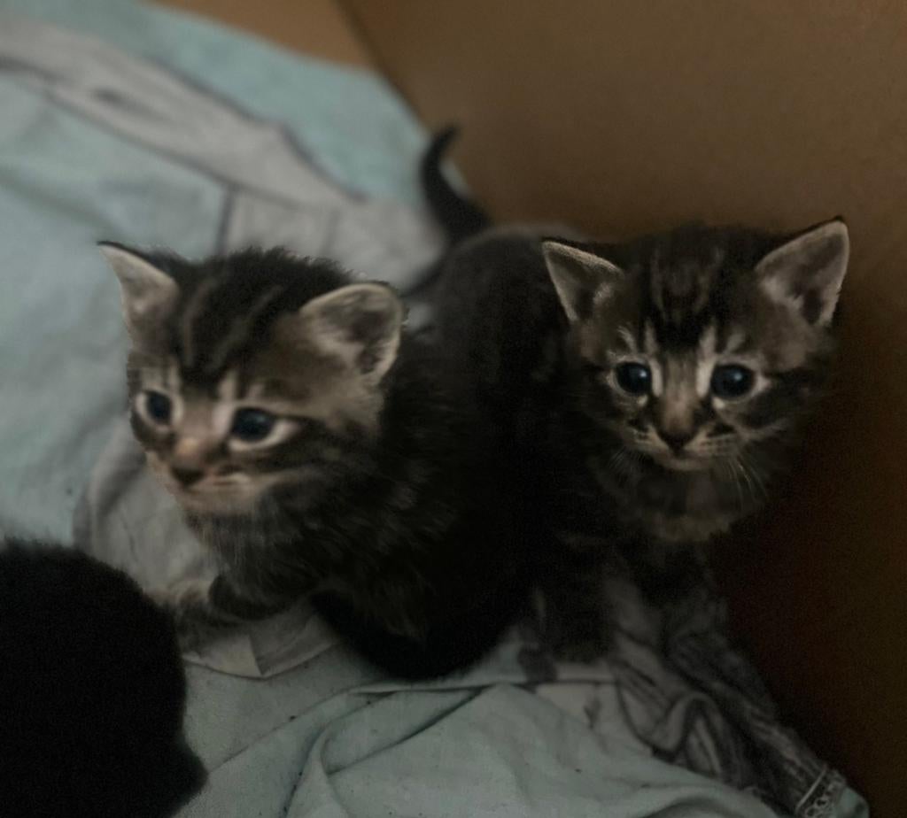 Lieve kittens half ragdoll, Dieren en Toebehoren, Katten en Kittens | Overige Katten, Meerdere dieren