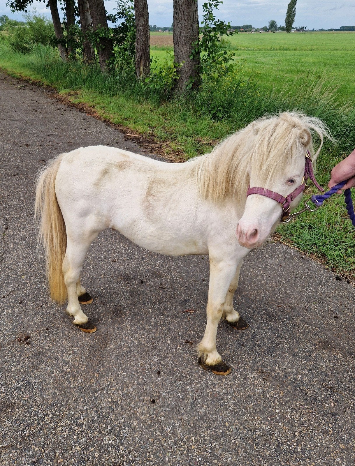 Mini hengsten te koop, Dieren en Toebehoren, Pony's, Hengst, A pony (tot 1.17m), Gechipt, 3 tot 6 jaar
