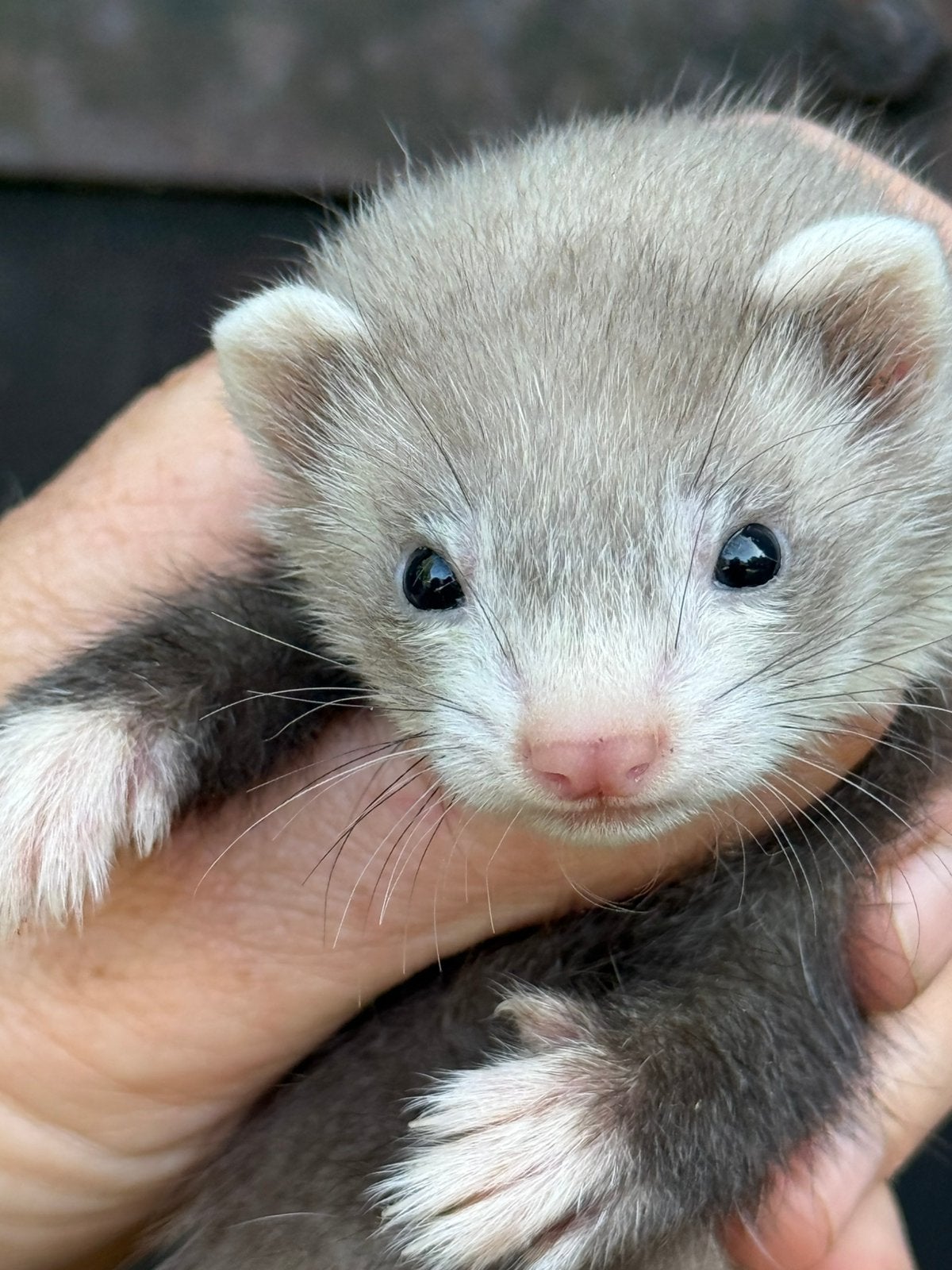 Jonge fret, fret pup, fretje, Dieren en Toebehoren, Mei, Meerdere dieren