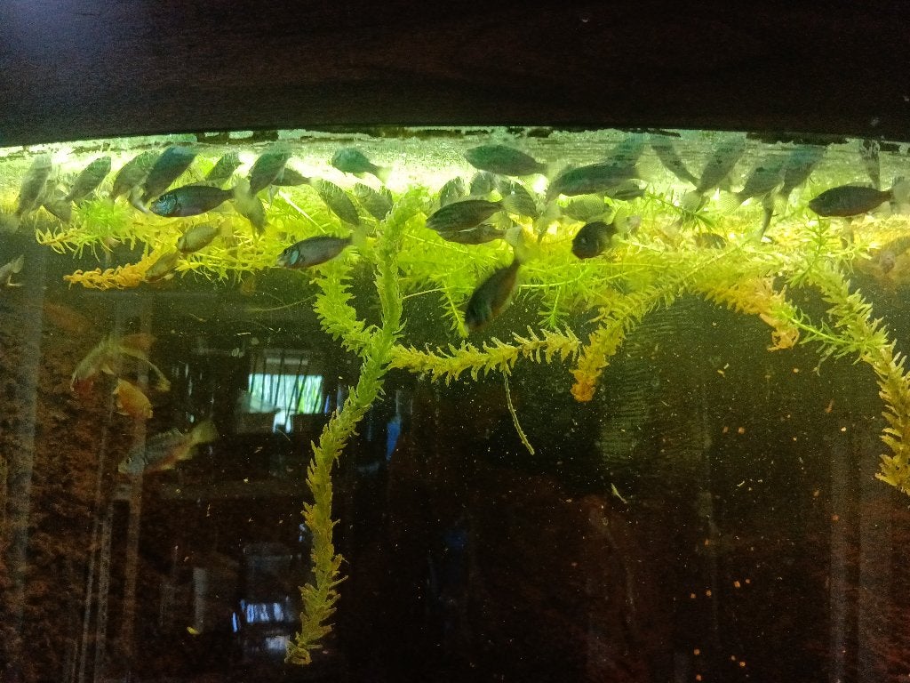 Oreochromis mossambicus / natal baars/ rode tilapia jongen, Vis, Zoetwatervis
