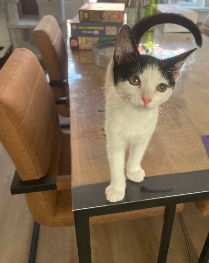 Lieve kitten poes, Poes, Kortharig, 0 tot 2 jaar