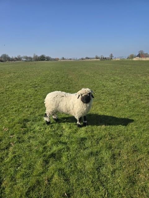 Walliser Schwarznase, Dieren en Toebehoren, Mannelijk, Schaap, 0 tot 2 jaar