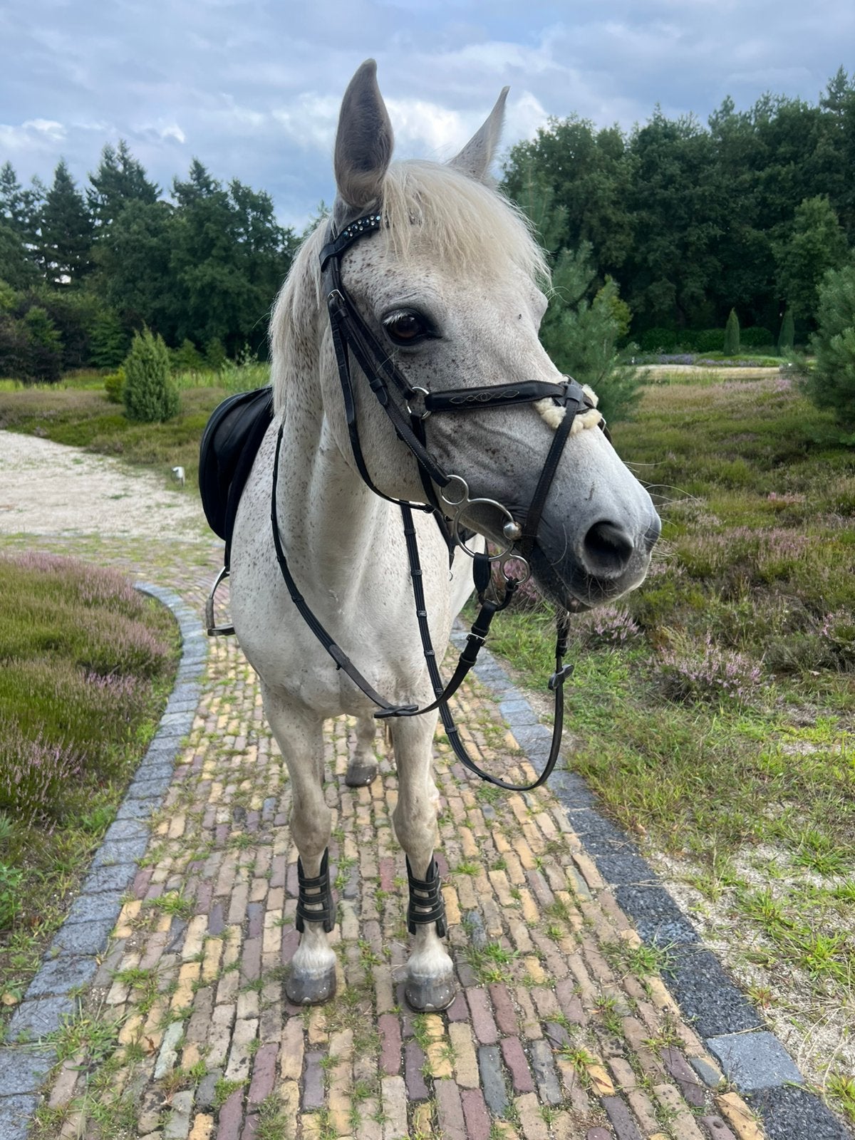 Lieve Connemara D pony, Merrie, 11 jaar of ouder