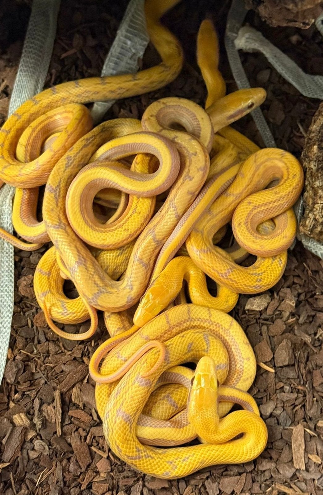 0.6 Elaphe t.t albino Rat Snake - female for sale from Js