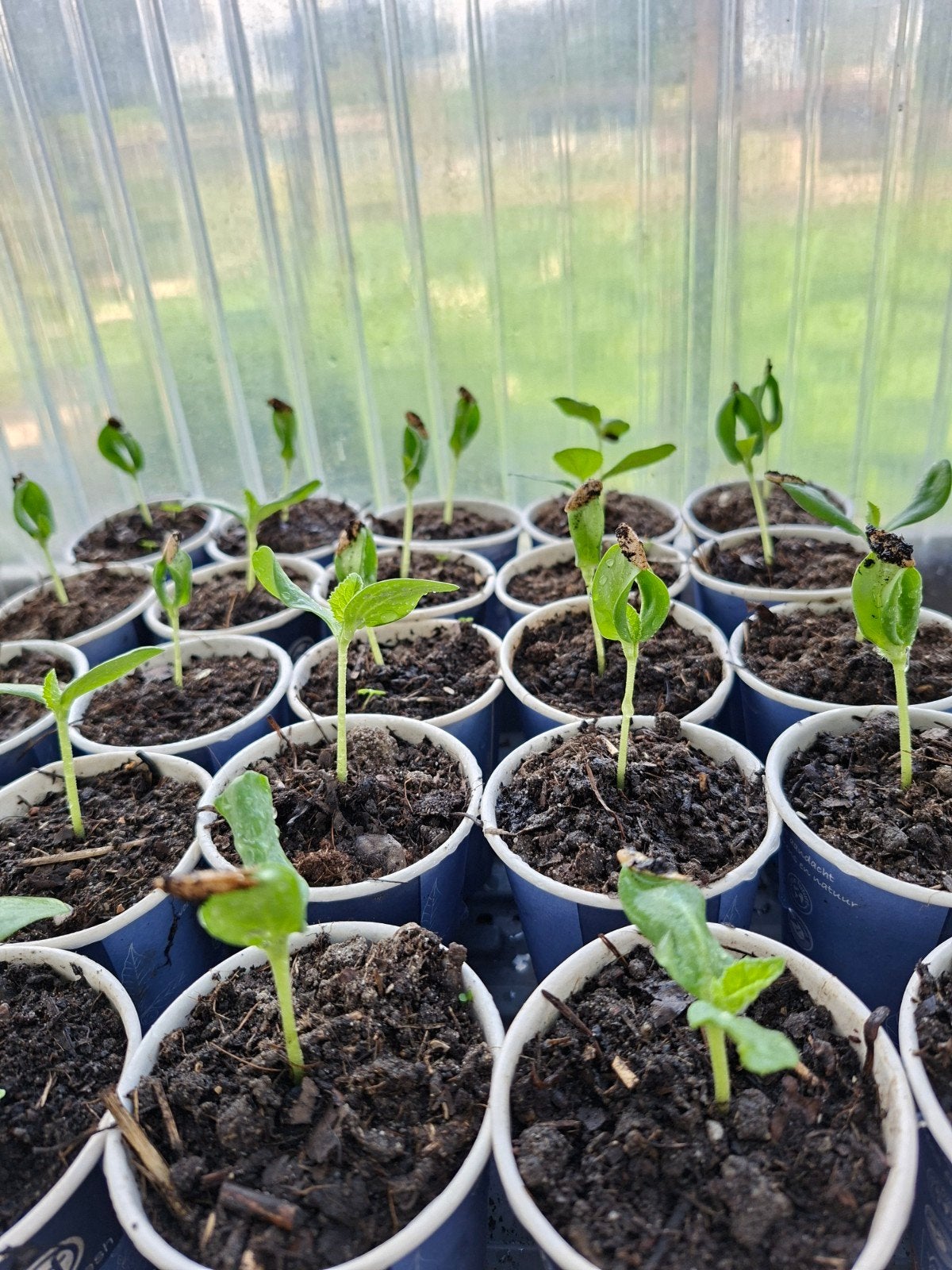 Jonge Galia zoete meloen Plantjes - Klaar om te Planten, Ophalen, Voorjaar, Volle zon, Zaad