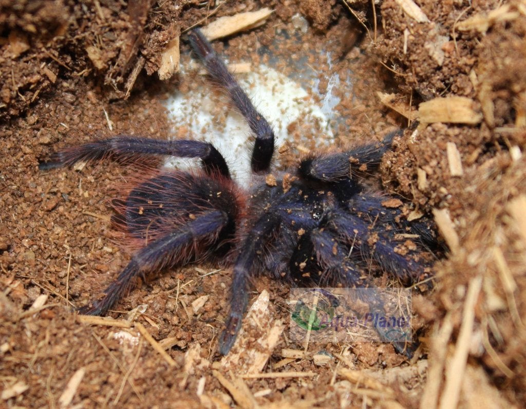 Pterinopelma sazimai, Spin of Schorpioen