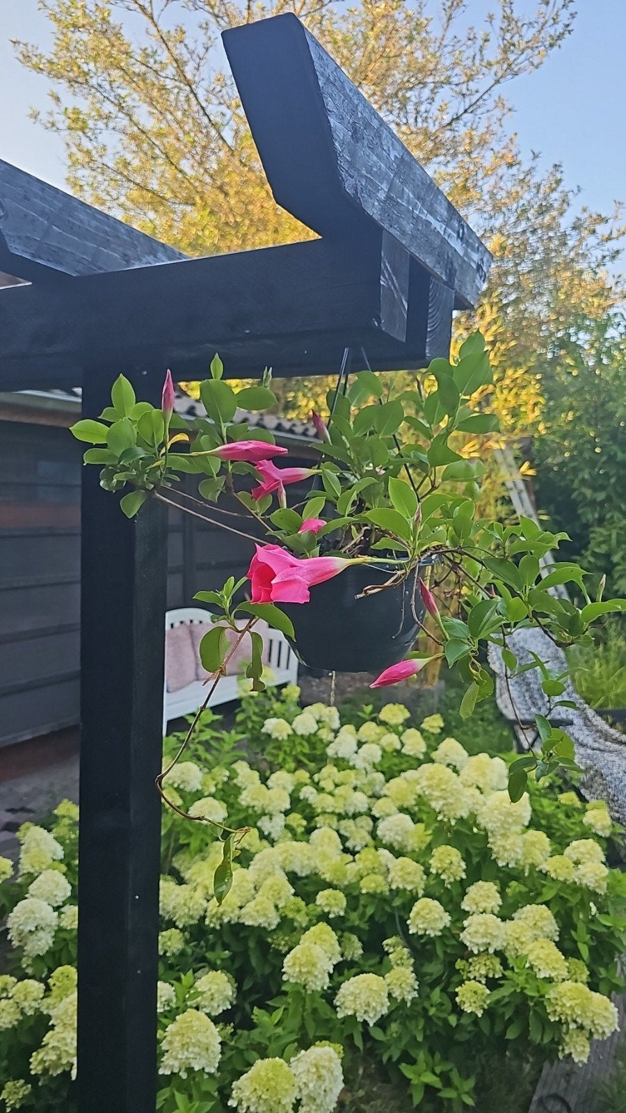 Zwarte pergola  zware uitvoering. Makkelijk te plaatsen ., Tuin en Terras, Ophalen, Nieuw, Schuur, Zonder ramen