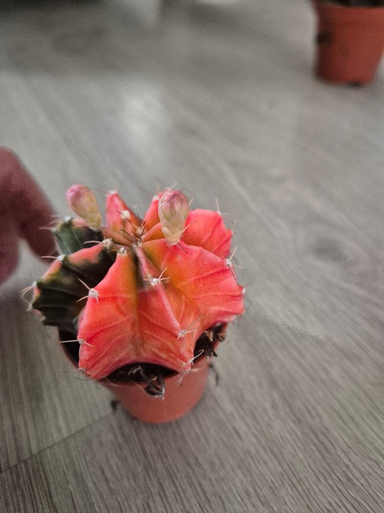 Gymnocalycium mihanovichii variegata roze rood, Ophalen of Verzenden, Minder dan 100 cm, Volle zon, In pot