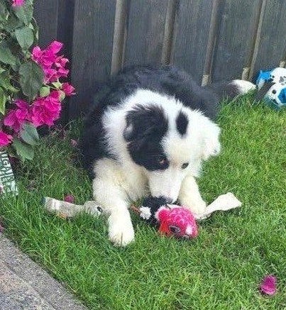 lieve Australian Shepherd 8 maanden️, 15 weken tot 1 jaar, Teef, Eén hond, Herder