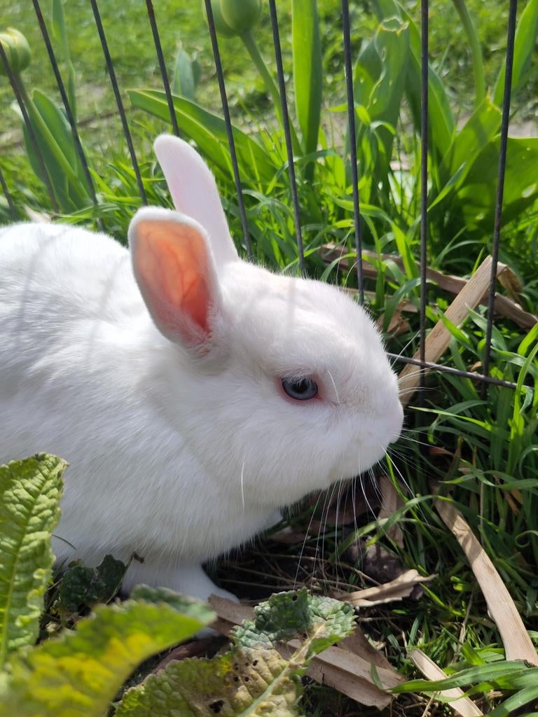 Dwergkonijn, Dieren en Toebehoren, Konijnen, Mannelijk, Dwerg, 0 tot 2 jaar