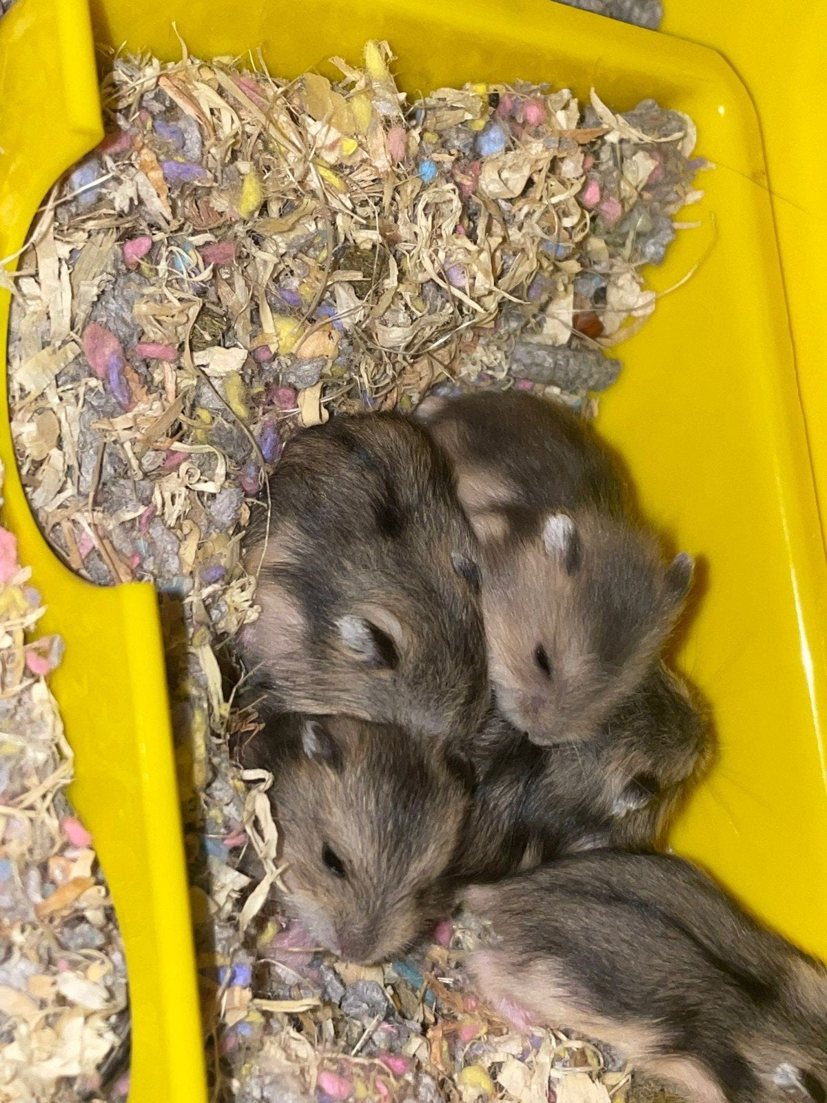 te koop jonge dwerg hamstertjes, Dieren en Toebehoren, September, Meerdere dieren
