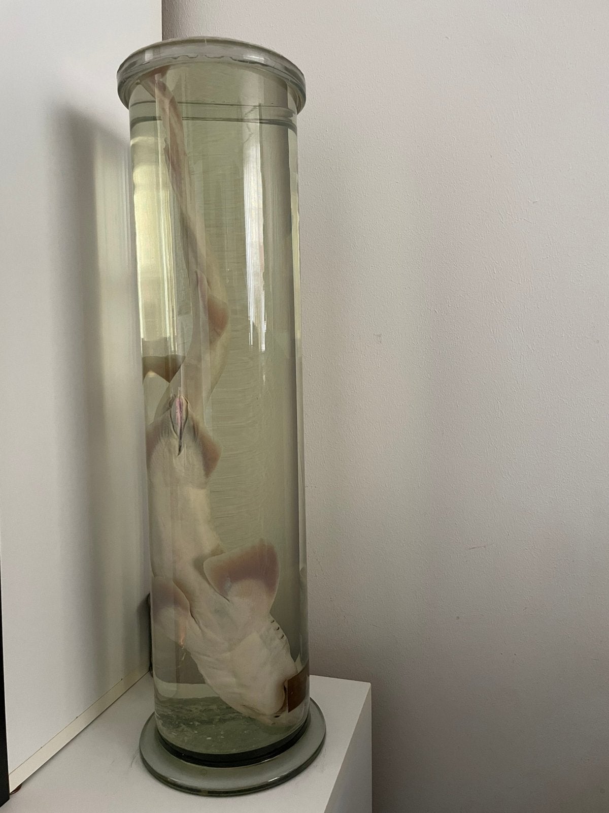 Zeldzaam groot hondshaai preparaat – historisch museum/lab, Ophalen