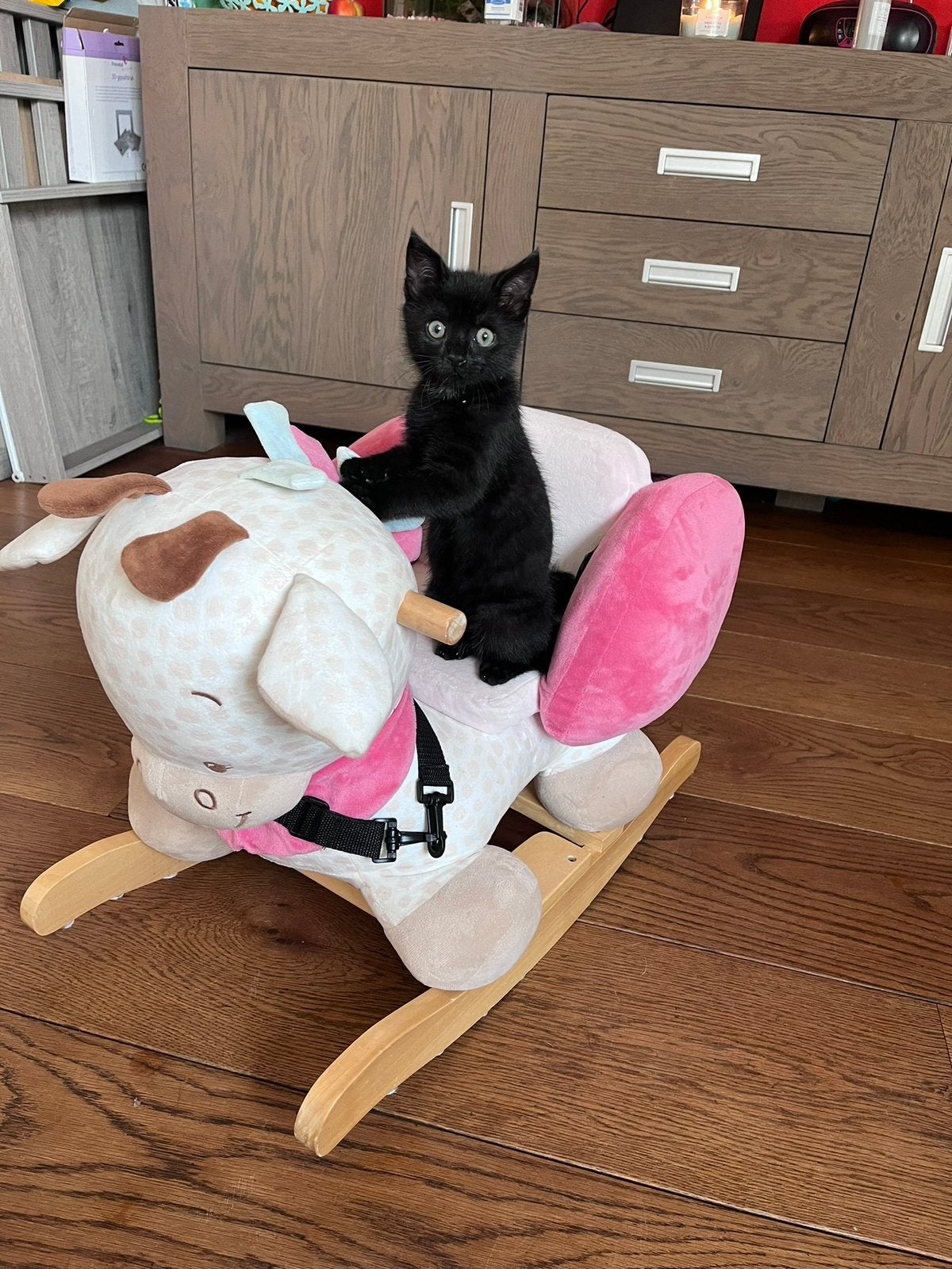 Super lieve zwarte kat, Kater