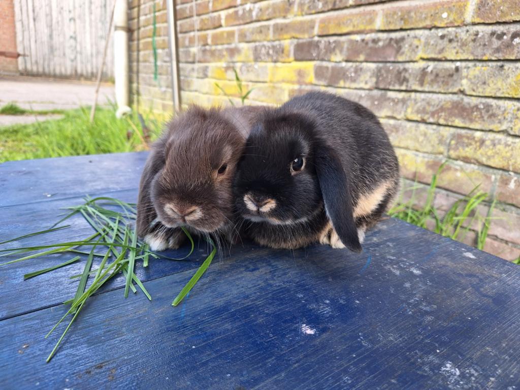 Koppel jonge Nederlandse hangoor dwerg konijntjes, Meerdere dieren, Dwerg, Hangoor, 0 tot 2 jaar