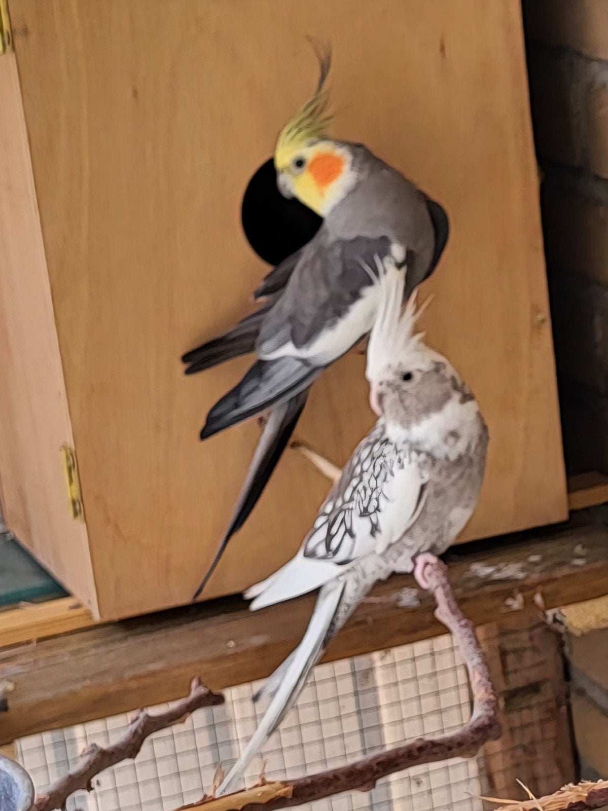 te koop of te ruil !!!!, Meerdere dieren, Parkiet