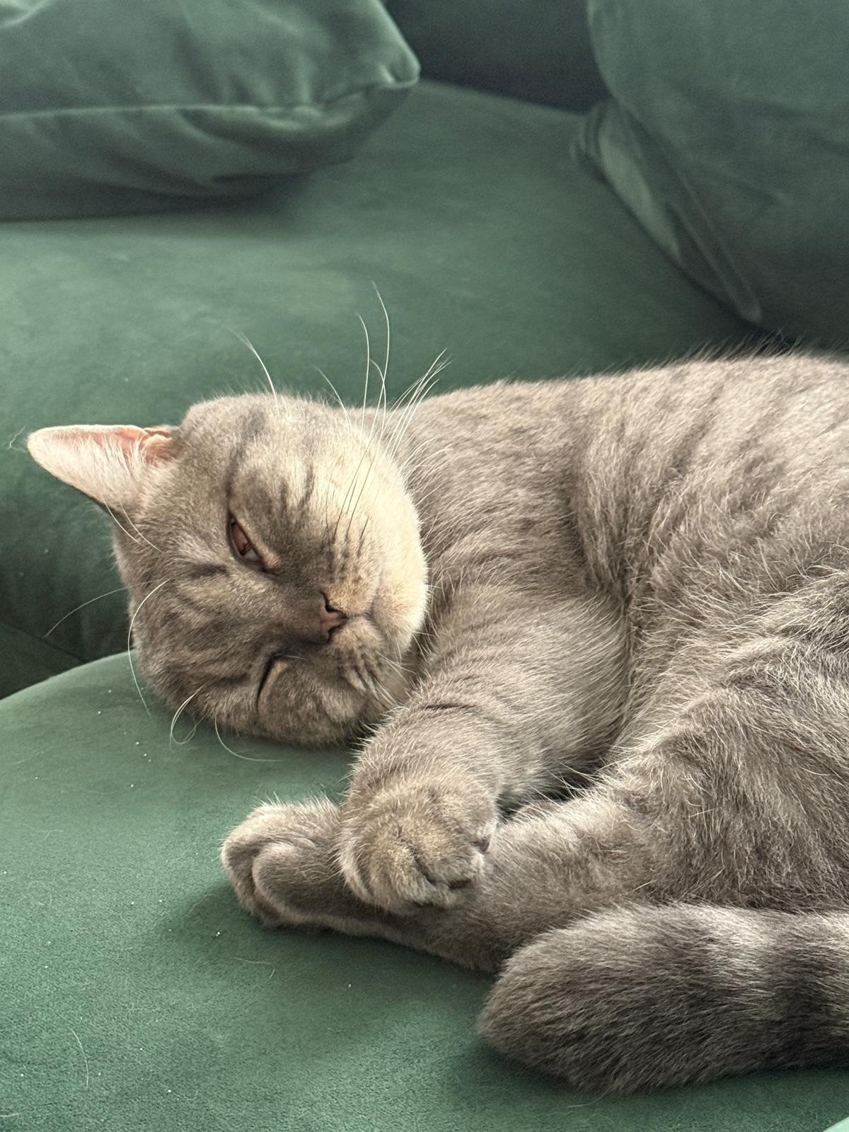 Gecastreerde Britse Korthaar zoekt een liefdevol thuis, Dieren en Toebehoren, Katten en Kittens | Raskatten | Korthaar, Kater