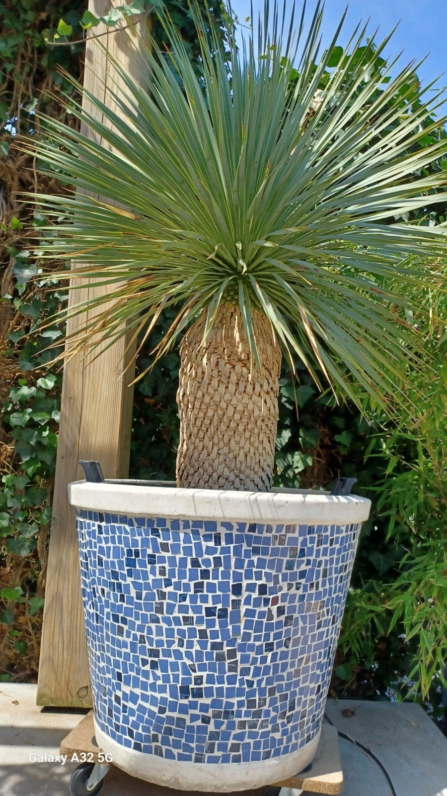 Yucca rostrata in mozaïek pot ca. 1.60m, Volle zon, Vaste plant, Bloeit niet, Ophalen